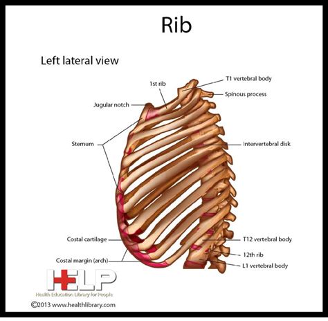 The ribs are elastic arches of bone, which form a large part of the thoracic skeleton. Rib - left lateral view | School help, Intervertebral disc ...