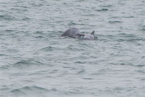 Wild Shores Of Singapore Singapore Got Sea Turtles