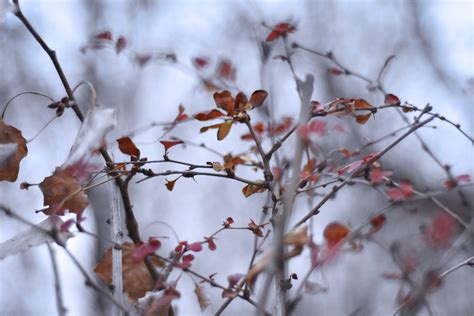 Free Images Tree Branch Snow Winter Plant Leaf Flower Frost