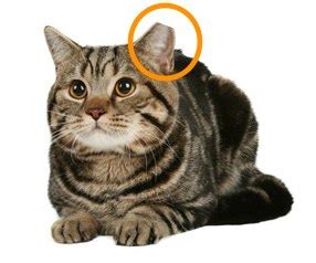 Its important to neuter the males as well as the females.) it is also recommended that the tip of the left ear be notched as a permanent record of the spay or neuter. My wife coaxed a cat into our home.. I'd say it's made ...