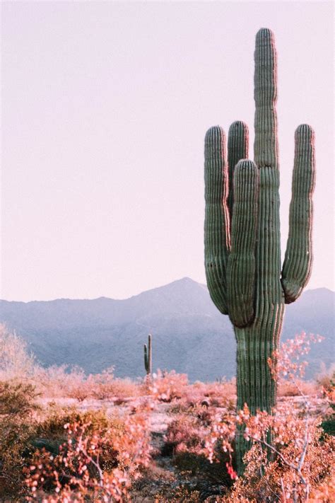 Cute Aesthetic Cactus Wallpapers Wallpaper Cave