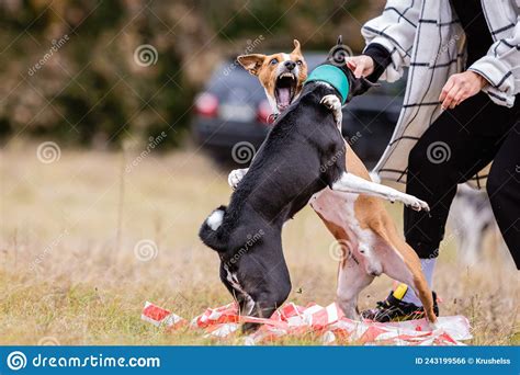 Basenji Dogs Fighting For Bait In A Field Stock Photo Image Of