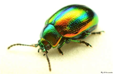 ~i Can Sing A Rainbow~ Beetle Insect Bugs And Insects Insect Photos