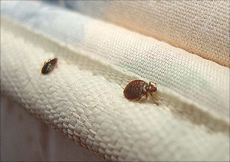 Bed Bugs What They Are And How To Get Rid Of Them