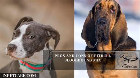 Pitbull Bloodhound Mix A Complete Guide With Pictures
