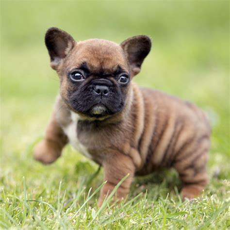 I emailed them and they were quick to does anyone have information on bluehill french bulldogs (ohio)? French Bulldog Mix Puppies Ohio - Animal Friends