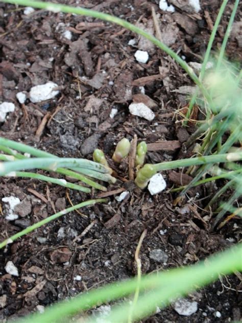 Though you can plant asparagus from seeds, most people prefer to plant the dormant roots, also known as. The 35 Easiest Container and Pot Friendly Fruits ...