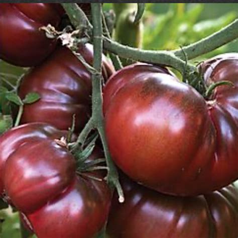 Black Krim Tomato Organic Davenport Garden Centre