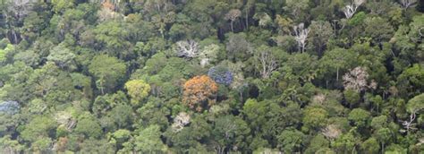 Amazon Rainforests Could Transition To Savannah Like States In Response