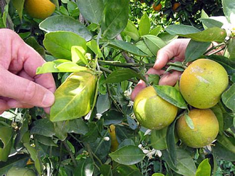 Greening Outbreak Threatens Florida Citrus Crops Npr