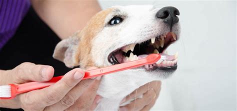 Vet Dentist In Molesey Pet Dental Care Molesey Vets