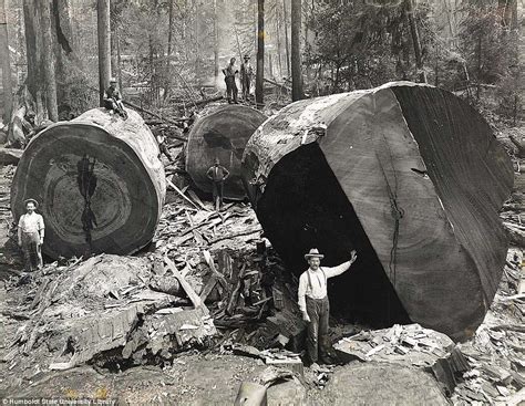 Spectacular Old Photos Of Redwood Logging Rare Historical Photos