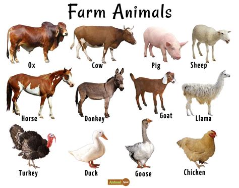 Top 125 5 Different Types Of Animals