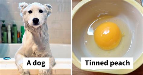 44 Things That Look Like Other Things Bored Panda