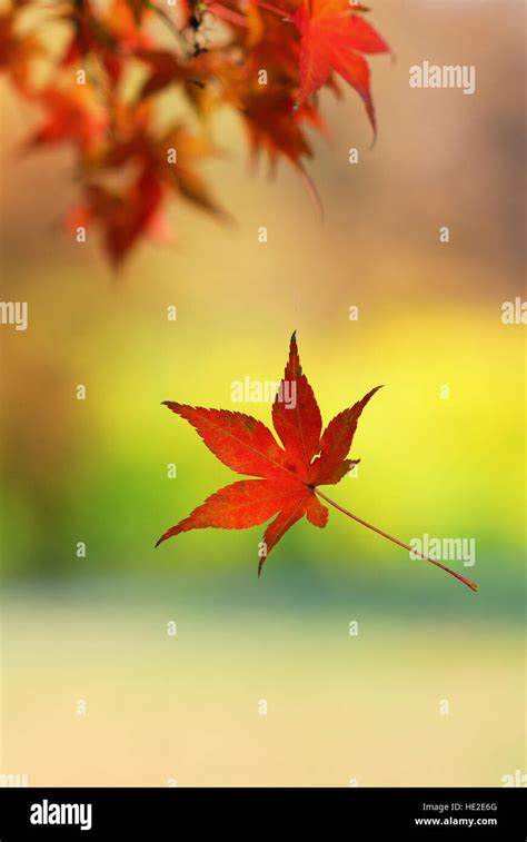 Single Japanese Maple Leaf Falling From A Tree Branch Stock Photo Alamy