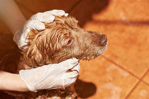 Neste artigo de umcomo explicamos em detalhe como eliminar as pulgas do seu animal. ¿Cómo eliminar las pulgas de mi perro con vinagre? - Pasos ...