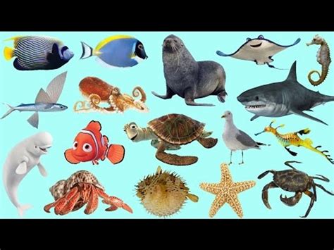 Sea Animals Pictures With Names For Kids