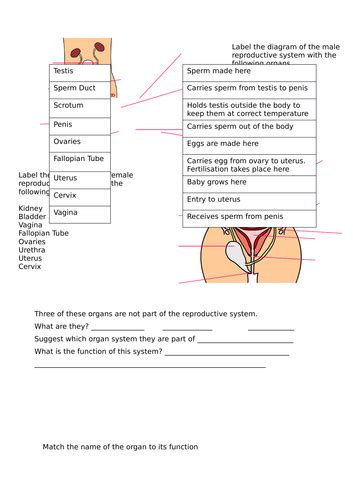 Reproductive Systems Worksheet Teaching Resources