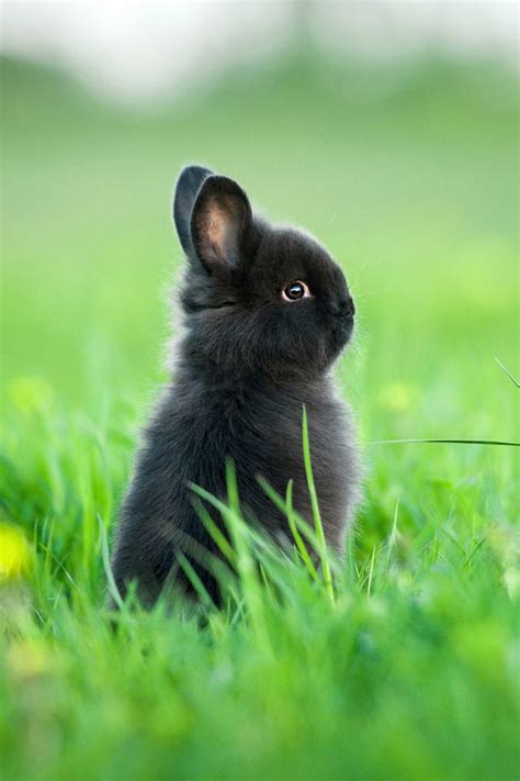 Adorable Black Rabbit Dwarf Rabbit Dwarf Bunnies Netherland Dwarf