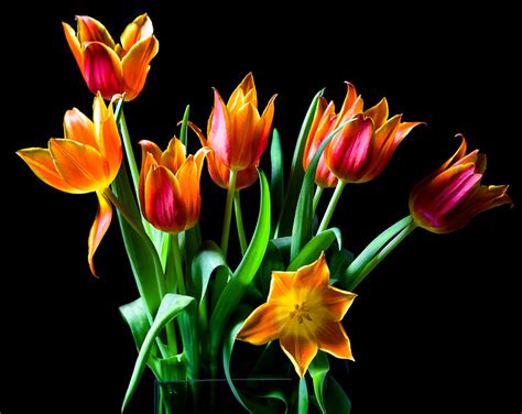 Imágene Experience 30 Fotos De Tulipanes En Varios Colores Para Ver Y