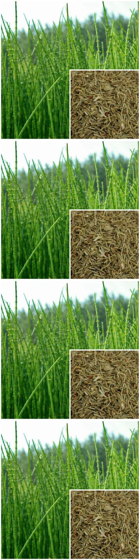 In addition, they have organic and herbal soaps, soap making supplies, and private label packaging. Details about Horsetail (shavegrass) organic, soap making ...