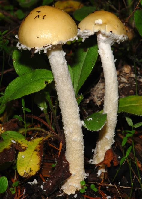 Not Edible Or Active Just Cool Stropharia Ambigua Mushroom