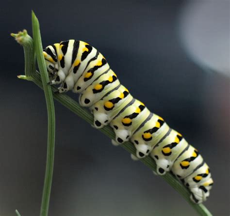 Lexicolatry Caterpillar Hairy Cats And Leaf Attacks