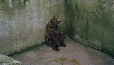 Esta Impactante Fotografía Resume La Tristeza De Los Animales De Los