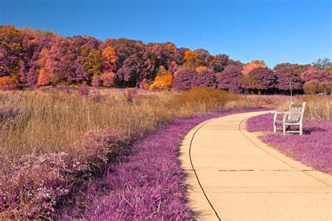 Winding Lavender Fantasy Path Hdr Free Stock Photo By Nicolas