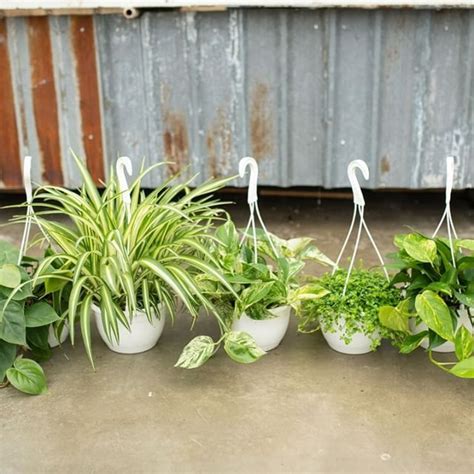 Loving These Beautiful Hanging Plants Perfect For Your Home They
