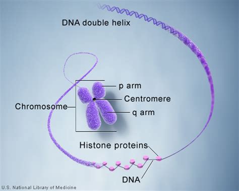 Deoxyribonucleic acid (dna) is the chemical information database that carries the complete set of instructions for the cell as to the nature of the proteins produced by it, its life span, maturity, function and death. Chromosome. Causes, symptoms, treatment Chromosome