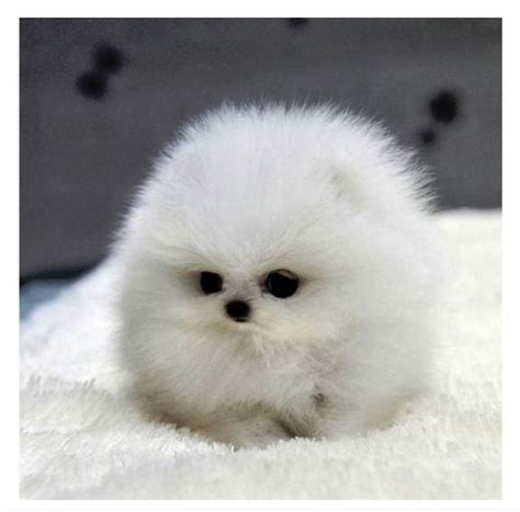 Its So Fluffy With Images Cute Animals Cute Baby