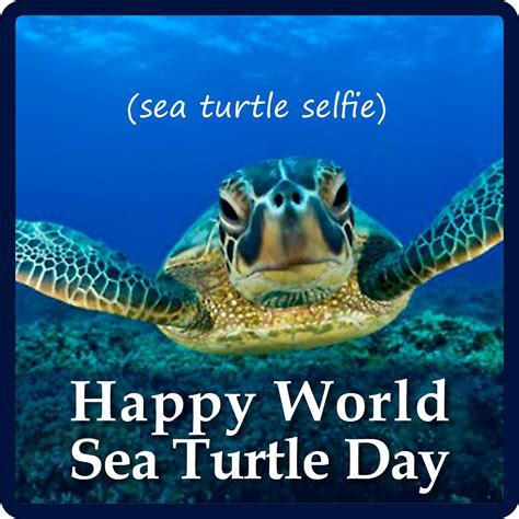 World Sea Turtle Day A Celebration Of Our Amazing Oceans