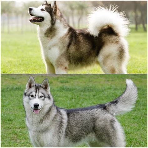 Malamute Vs Husky All 10 Differences Explained 2022