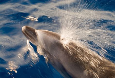 El Orificio Por Donde Respiran Cetáceos Y Otros Animales Se Llama