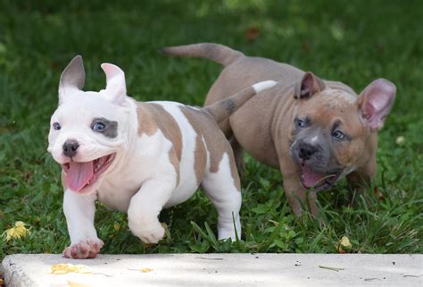 Pitbull puppies for sale are in various types, the american pit bull terriers come in many colors; BEST CHAMPAGNE, LILAC, CHOCOLATE & TRI COLOR AMERICAN BULLY POCKET PUPPIES FOR SALE | by ...