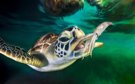 Download Wallpapers Turtle Under Water Underwater World Turtles