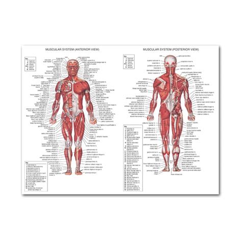 Charts And Posters Industrial And Scientific Anatomical Poster Set