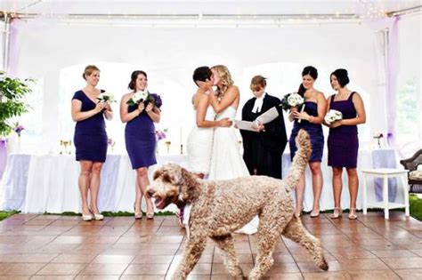 Hilarious Examples Of Unexpected Wedding Photobombs 42 Pics