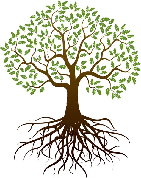Download Drawing Tree Root Arbol Con Raices Dibujo Png Image With No