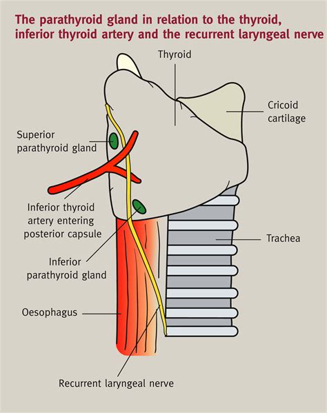 Anatomy Of The Thyroid Parathyroid Pituitary And Adrenal Glands