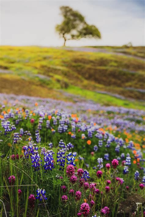 Wildflowers of Northern California (OC) (6720x4480) | California wildflowers, Spring landscape ...