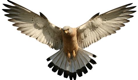Falcon Png Transparent Images Png All