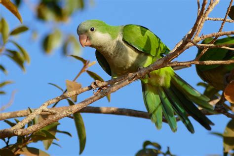 Wild Parrots Multiplying In Southern California Pethelpful