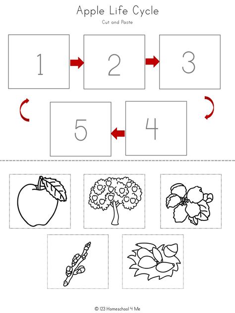 🍎 Free Apple Life Cycle Printable Worksheets