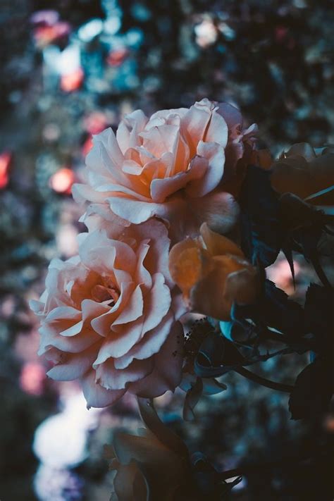 Gambar Bunga Mawar Aesthetic