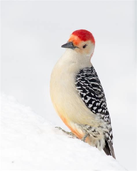 7 Most Stunning Woodpeckers In Indiana To Look For Wild Bird Scoop