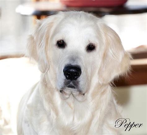 Find golden retriever puppies and breeders in your area and helpful golden retriever information. Top English Cream Golden Retriever Breeders | Top Dog ...