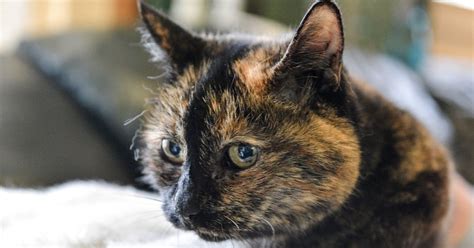 Cat Has Been Rejected By More Than 30000 Adopters The Dodo