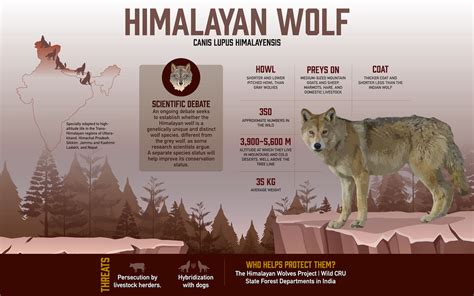 Iucn Assessment Of The Himalayan Wolf